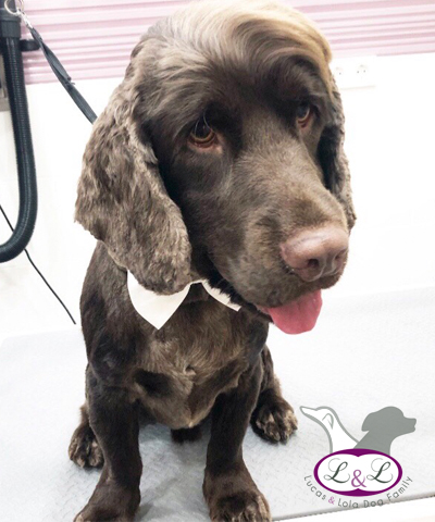 Máquinas de cortar el pelo para perros