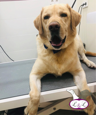 Impermeables para perros