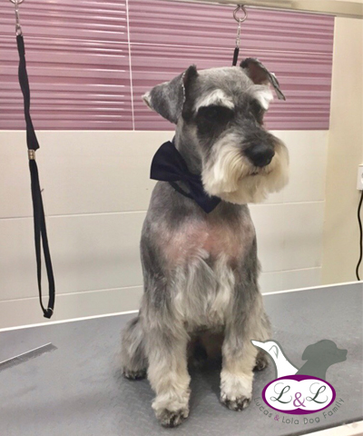 Ropa para perros