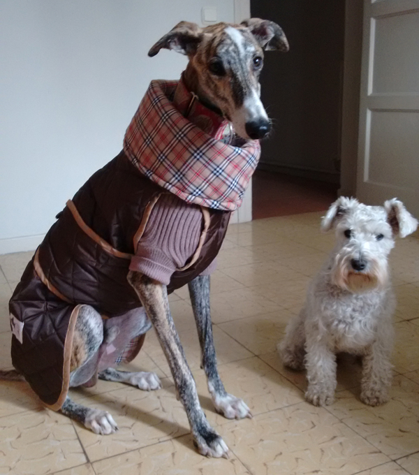 abrigo-para-perro-impermeable-color-marron