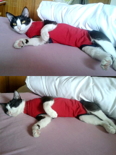 digerir ir al trabajo activación Camiseta protectora para gatos, pijama quirurjico para despues de una  operacion