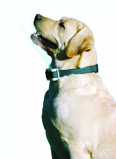 Labrador con collar spray