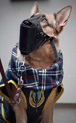 perro-uniforme-seguridad-acolchado-1.jpg