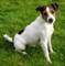 accesorios-de-perros-tienda-on-line-razaJack Russell Terrier