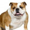 accesorios-de-perros-tienda-on-line-razaBulldog