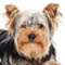 accesorios-de-perros-tienda-on-line-razaYorkshire terrier