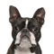accesorios-de-perros-tienda-on-line-razaBulldog Francés