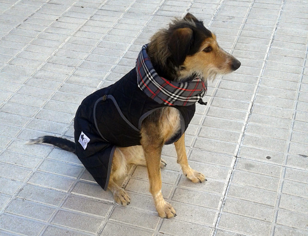 abrigo-impermeable-para-perro-color-negro