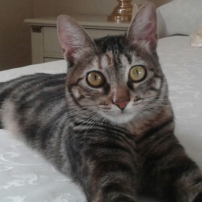 bolso-para-gato