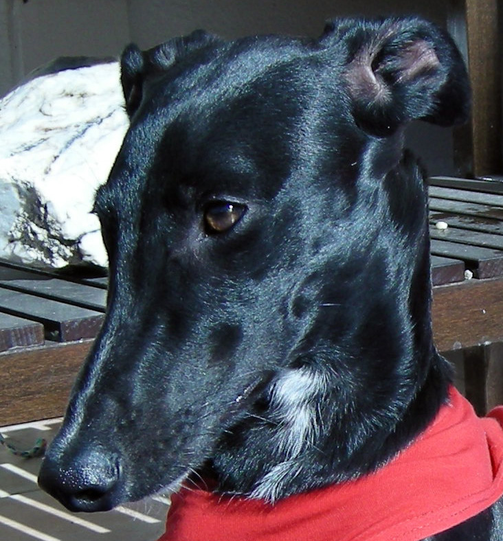 foto-preciosa-galgo