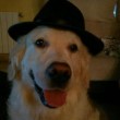 perro-gracioso-con-sombrero
