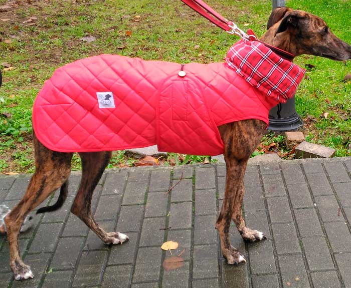 abrigo impermeable galgo