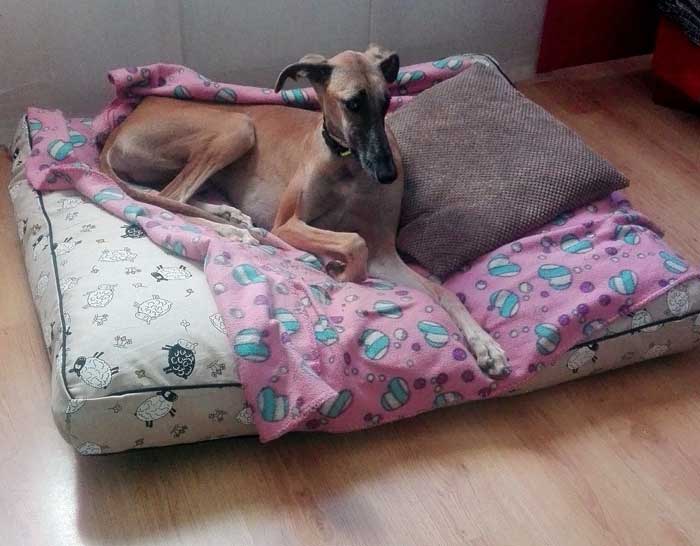 cama especial galgo ovejas