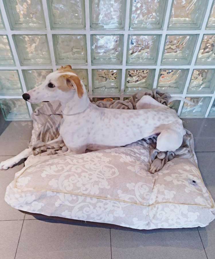 cama especial galgo