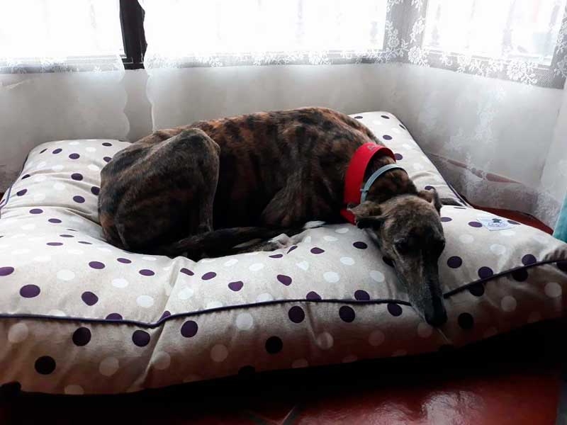 cama lunares galgo