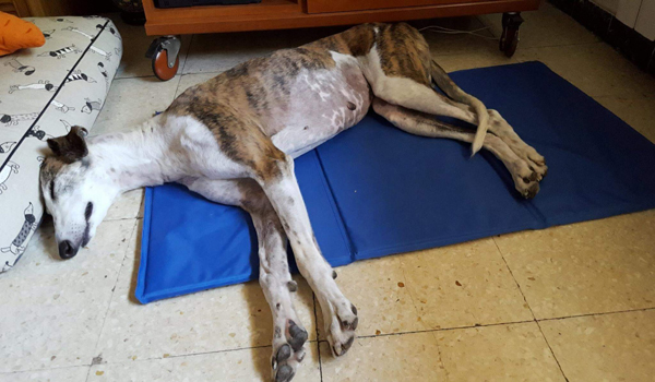 alfombra refrescante perro
