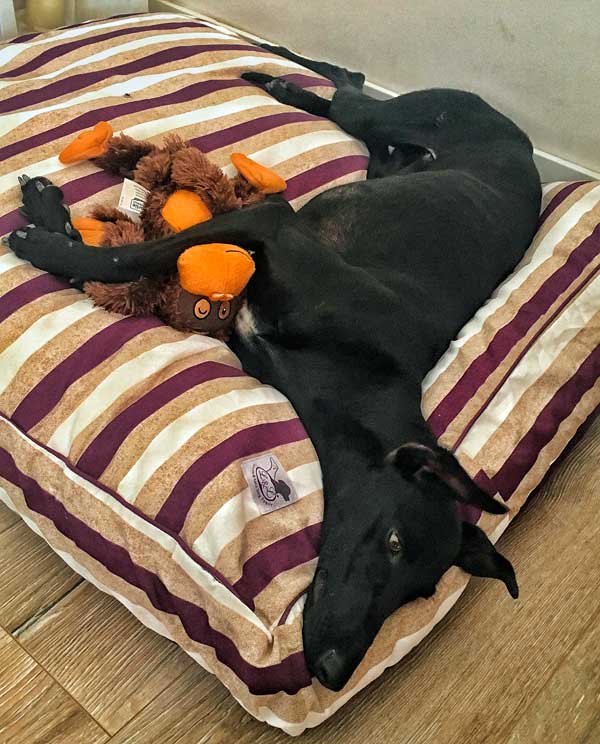 cama especial galgo rayas