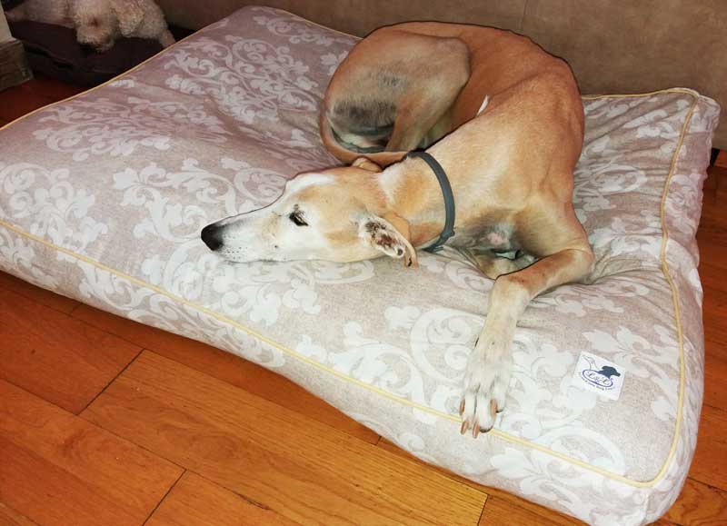 colchon mullido para perro