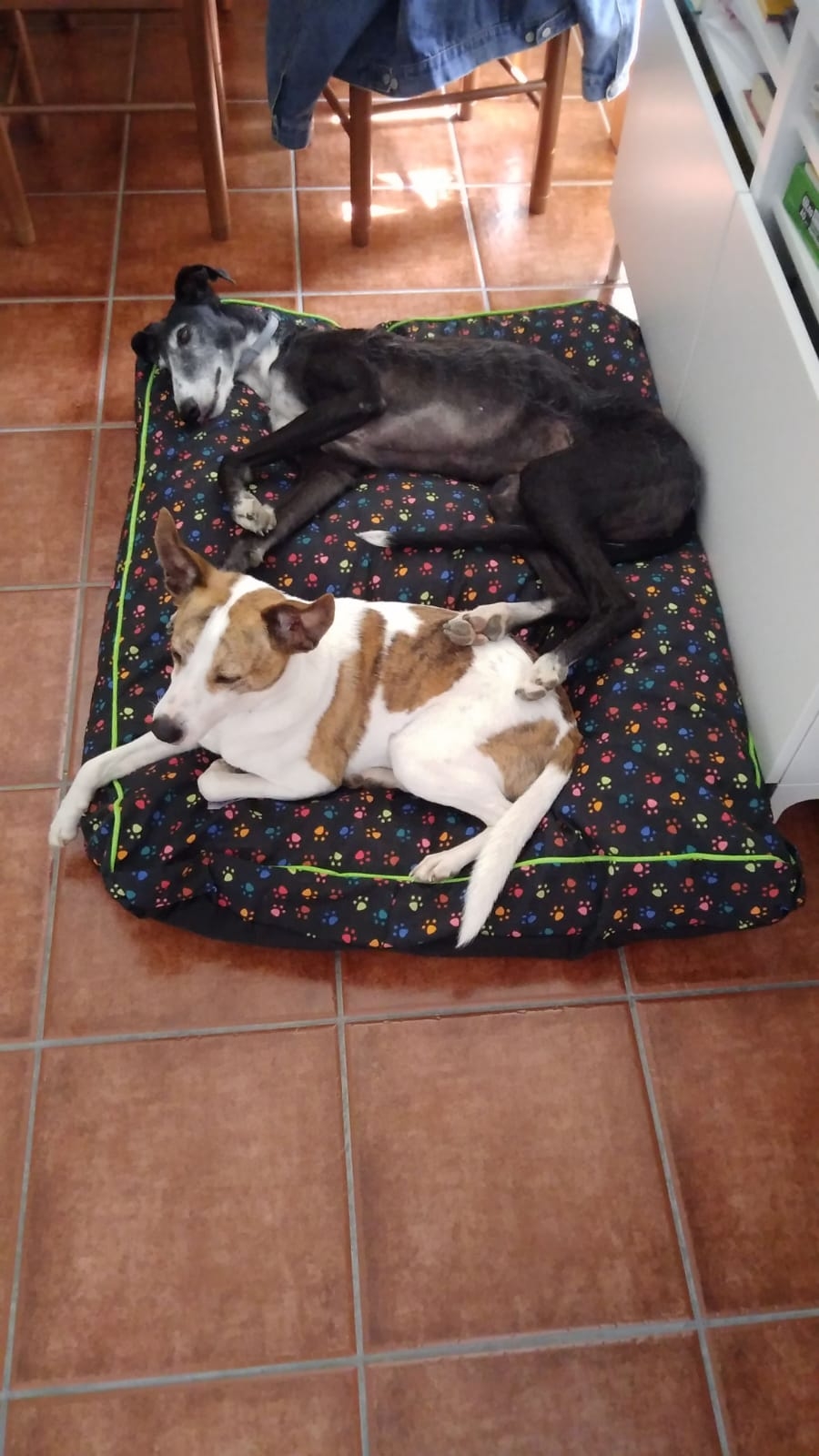 Bolo y lola en su cama nueva