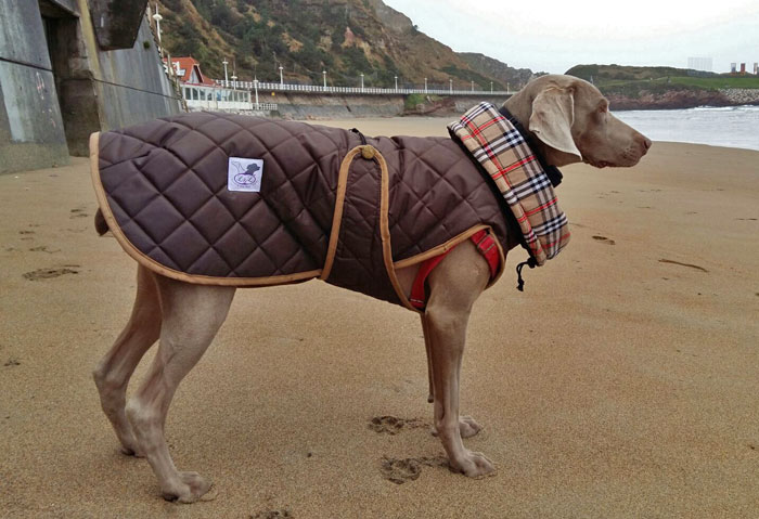 abrigo acolchado para perro