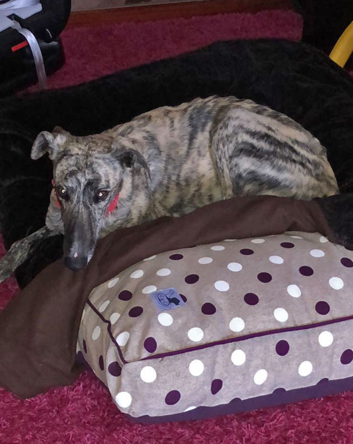 cama galgo lunares