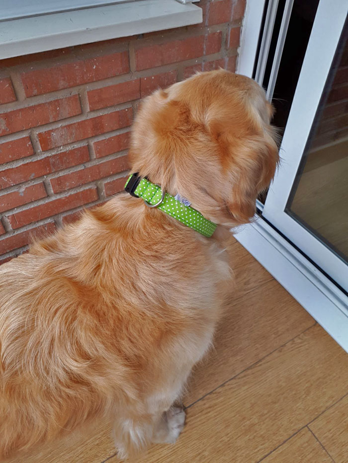 collar perro verde lunares
