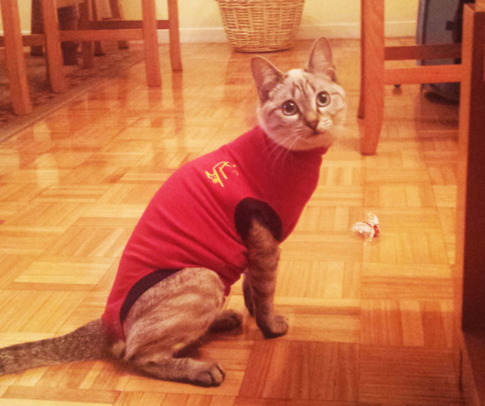 camiseta-protectora-gato