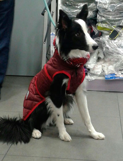 abrigo-impermeable-para-perro