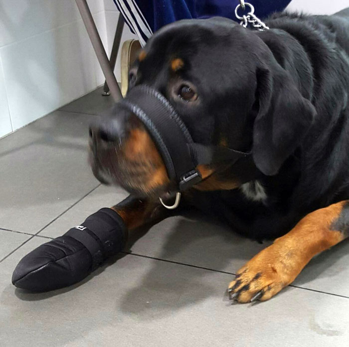 bota-neopreno-para-perro