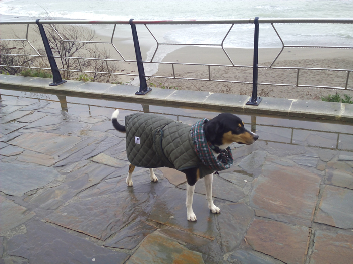 abrigo impermeable perro