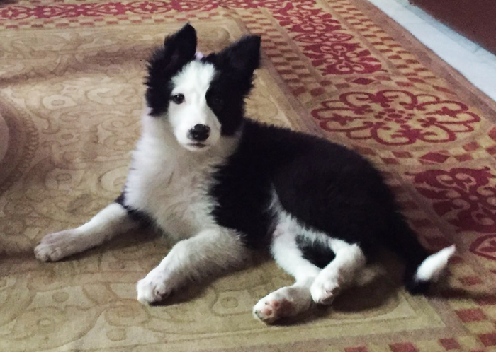 border collie