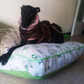 cama especial galgo loneta verde