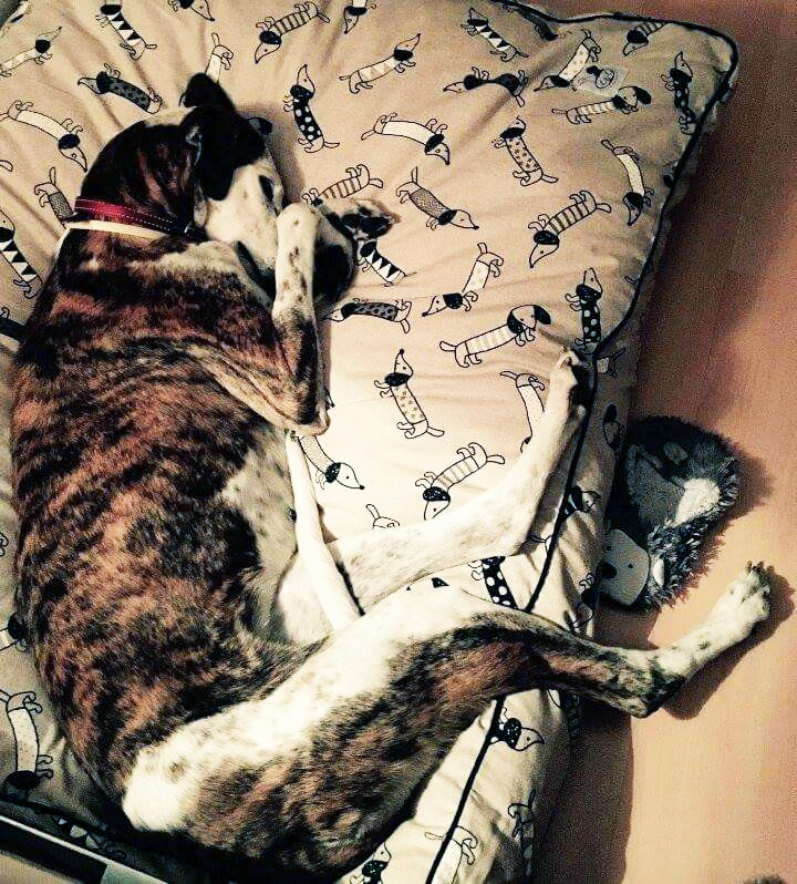 cama especial galgo