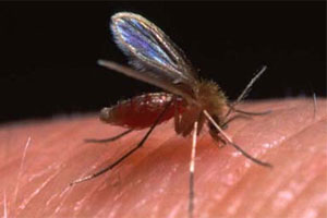 mosquito-leismania