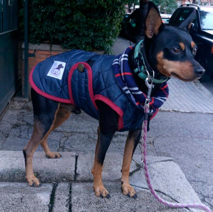 abrigo azul impermeable para perro