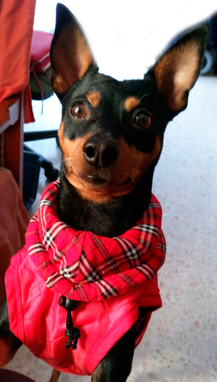 abrigo impermeable rojo para perro