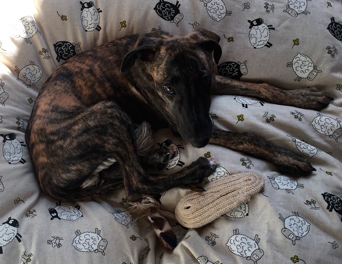 cama especial para galgo con ovejas