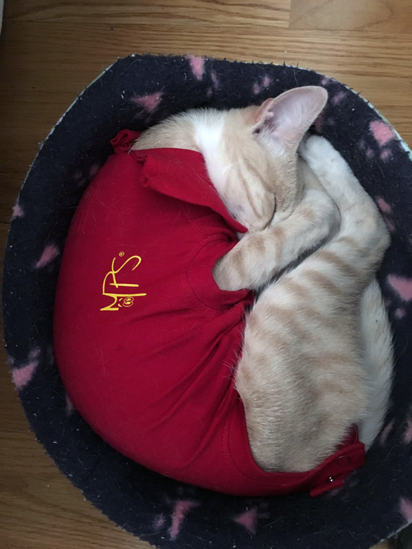 camiseta protectora para gatos