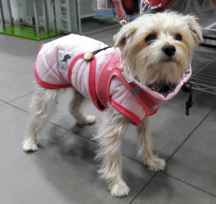 abrigo impermeable rosa para perro