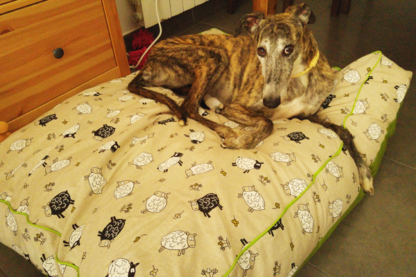cama especial para galgo