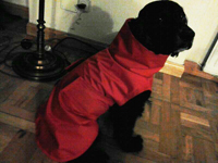 impermeable para perro