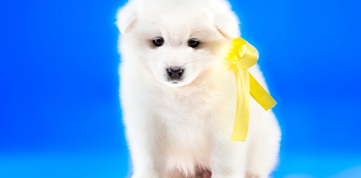 lazo amarillo en perros