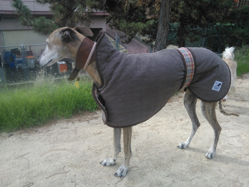 ropa para galgos