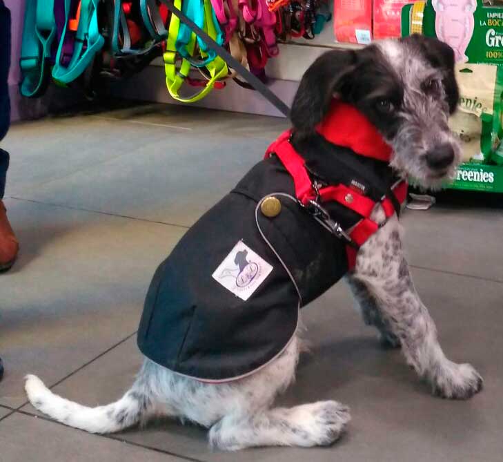 abrigo impermeable para perro