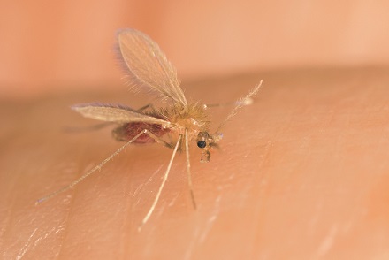 mosquito flebotomo