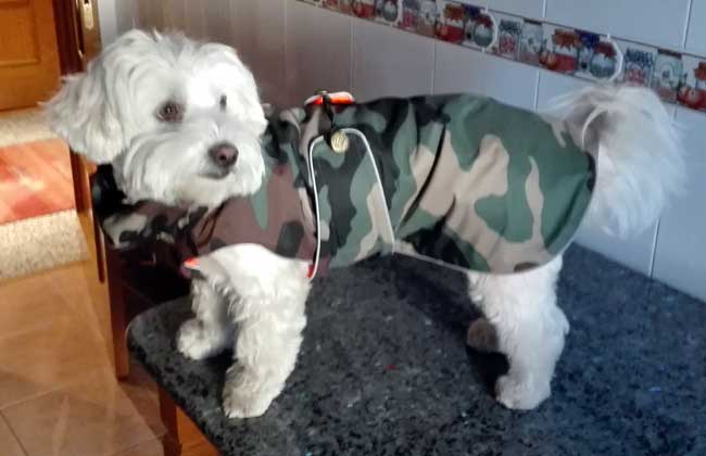 abrigo impermeable camuflaje para perro