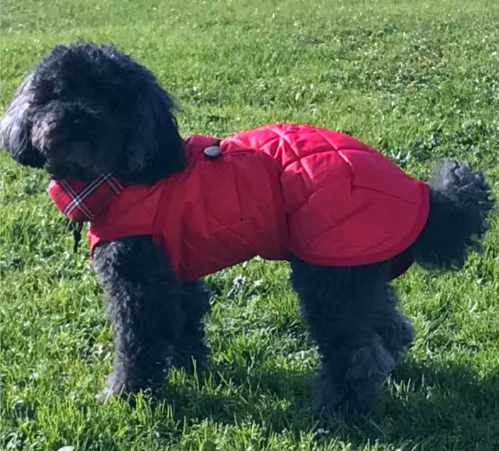 abrigo perro impermeable rojo