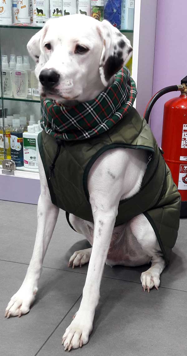 abrigo-impermeable para perro