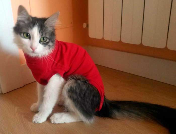 Camiseta protectora gatos, pijama para despues de una operacion