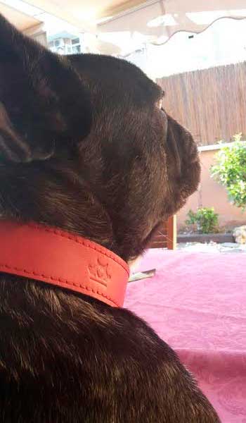 collar para perro piel roja